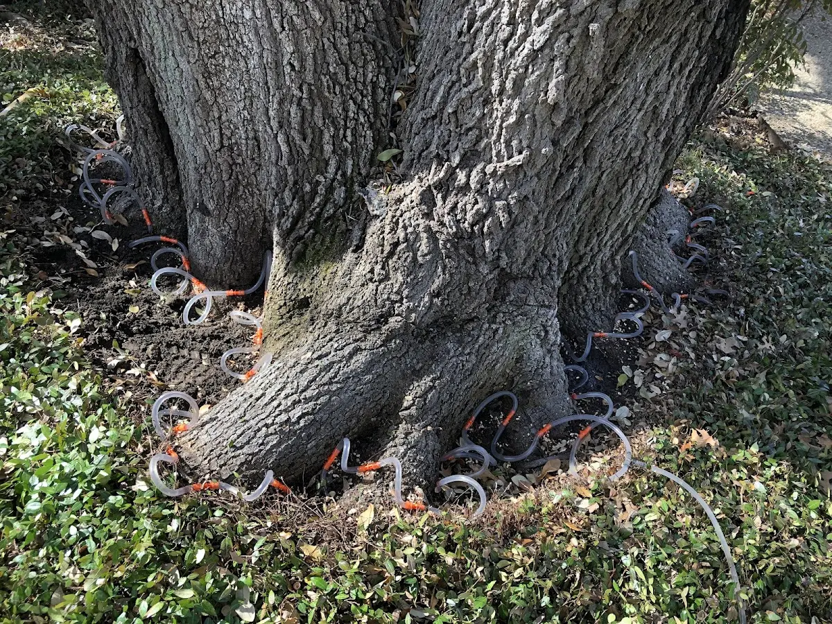 Detailed Tree Cabling and Bracing job site in Lionville