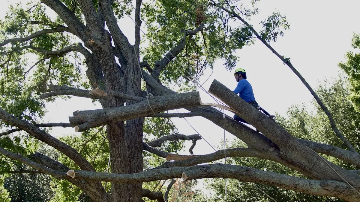 Professional Crown Thinning performed by certified arborists in Lionville