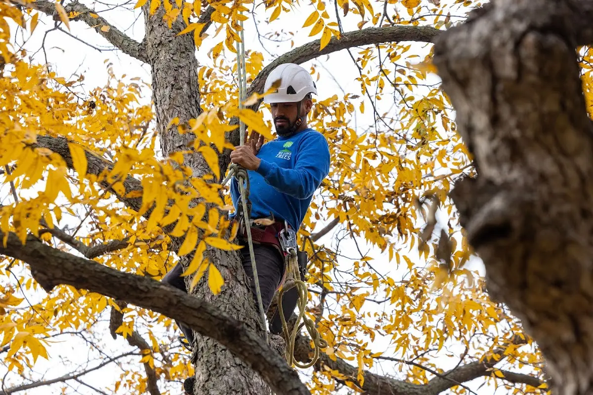 Skilled Tree Pruning crew working in Lionville